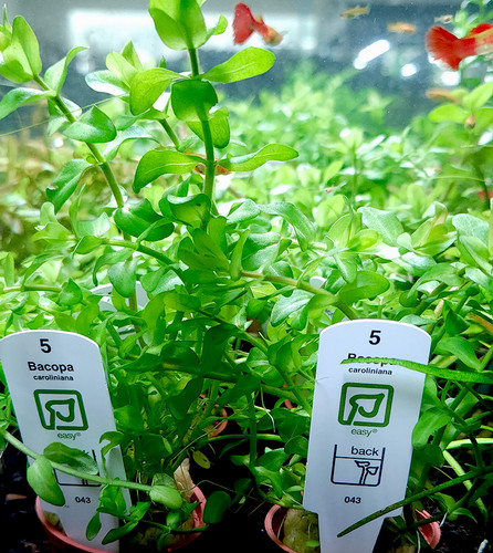 Bacopa caroliniana (Tropica)