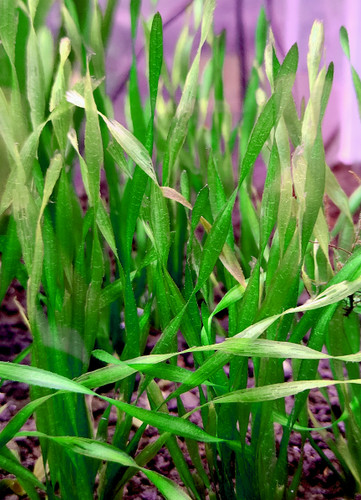 Vallisneria asiatica