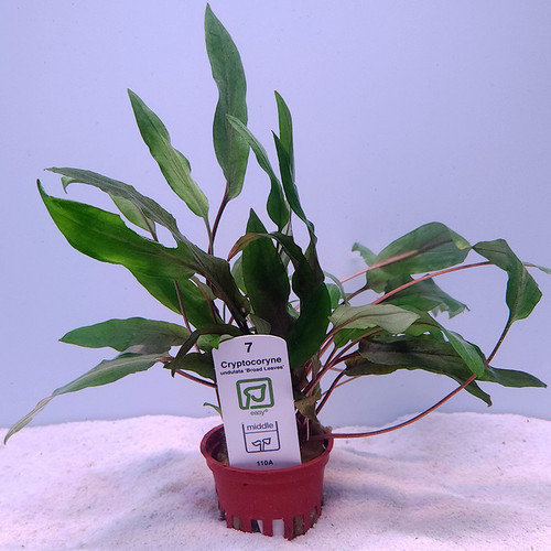 Cryptocoryne 'Broad Leaves' (Tropica) Cryptocoryne 'Broad Leaves' (Tropica)