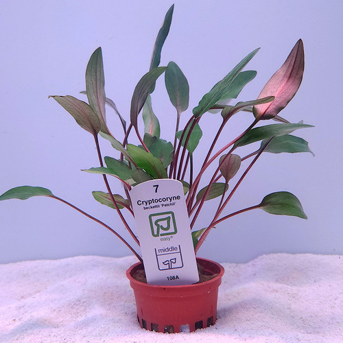 Cryptocoryne becketii 'Petchii' (Tropica) Cryptocoryne becketii 'Petchii' (Tropica)