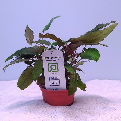 Cryptocoryne wendtii 'Tropica' (Tropica) Cryptocoryne wendtii 'Tropica' (Tropica)