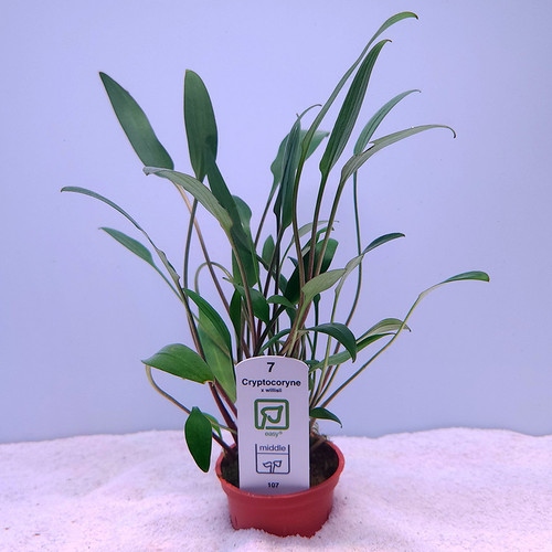 Cryptocoryne x willisii (Tropica) Cryptocoryne x willisii (Tropica)