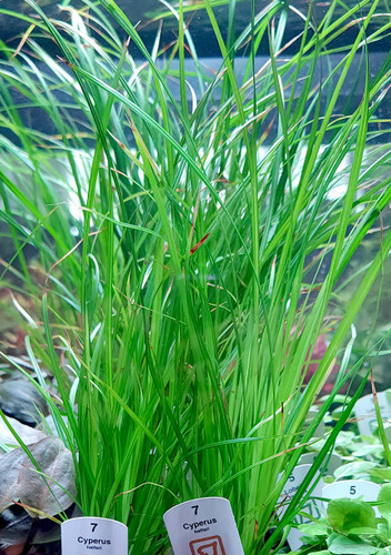 Aquariums & Aquascaping - Page 1 - Fitzs Fish Ponds