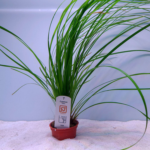 Cyperus helferi (Tropica) Cyperus helferi (Tropica)