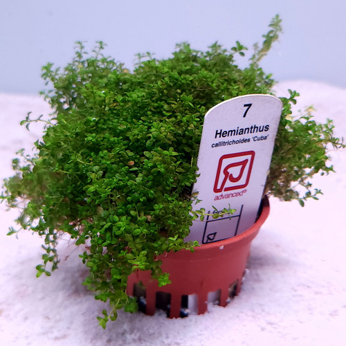 Dwarf Baby Tears (Hemianthus callitrichoides 'Cuba')(Tropica) Dwarf Baby Tears (Hemianthus callitrichoides 'Cuba')(Tropica)