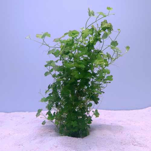 Hydrocotyle tripartita 'Japan' potted