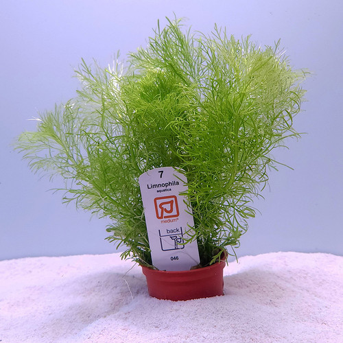 Limnophila aquatica (Tropica) Limnophila aquatica (Tropica)