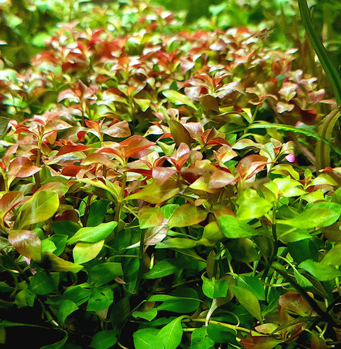 Ludwigia ovalis