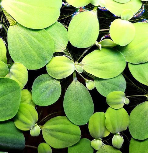 Mini Water Lettuce (Pistia stratiotes) Mini Water Lettuce (Pistia stratiotes)