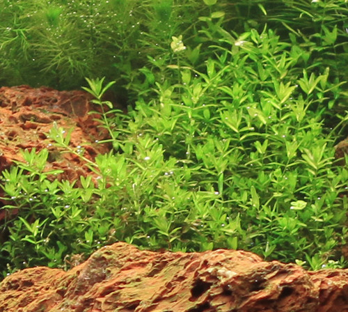 Pearl Weed (Hemianthus micranthemoides)