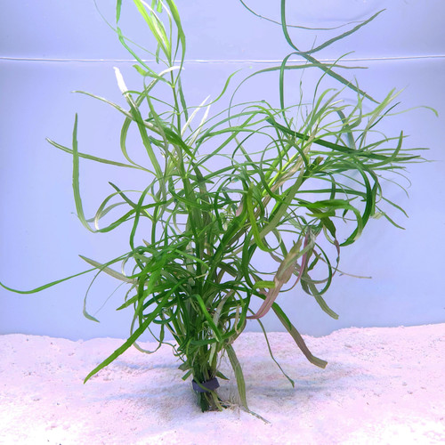 Pogostemon quadrifolius bunched