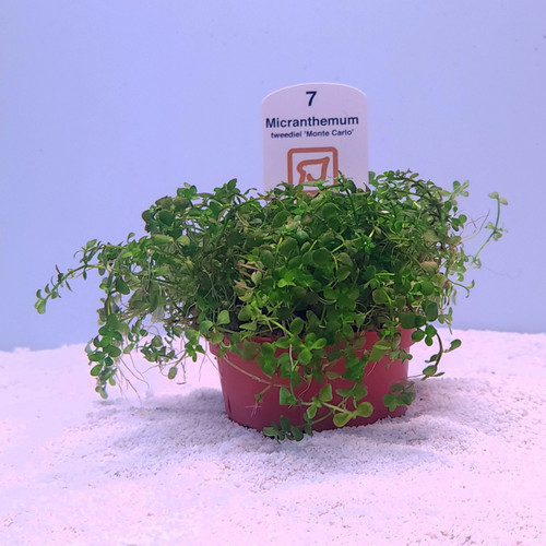 Monte Carlo (Micranthemum tweediei) (Tropica) Monte Carlo (Micranthemum tweediei) (Tropica)