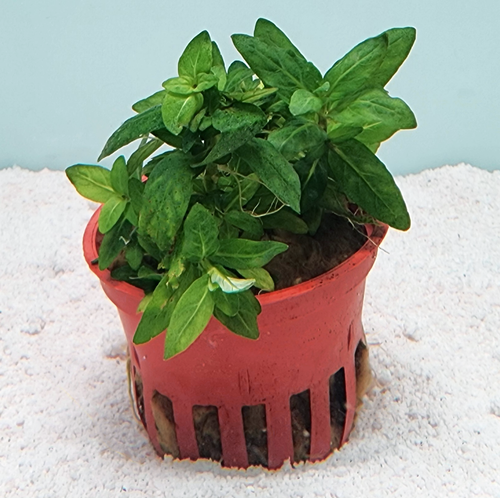 Staurogyne repens Staurogyne repens