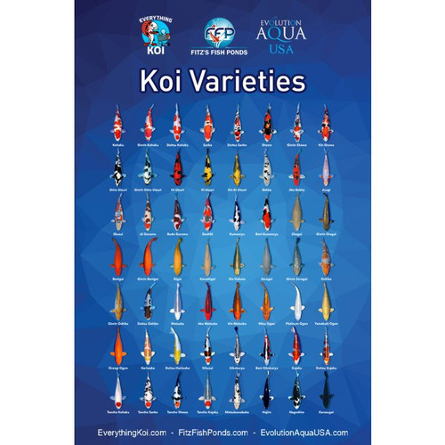 Koi Varieties Poster Koi Varieties Poster