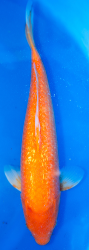 21” Japanese Imported Ginrin Red Karashigoi 21” Japanese Imported Ginrin Red Karashigoi
