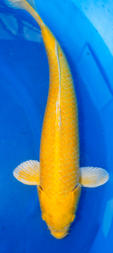 26” Japanese Imported Yamabuki 26” Japanese Imported Yamabuki