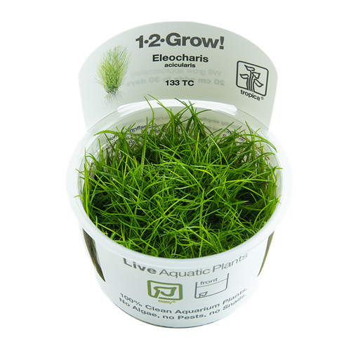 Eleocharis acicularis 1-2-Grow! Eleocharis acicularis 1-2-Grow!