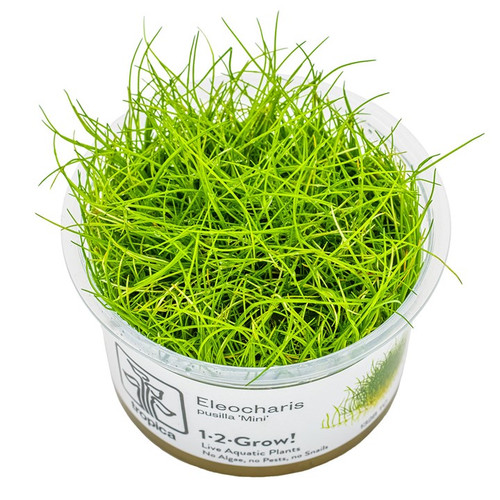 Eleocharis pusilla 1-2-Grow! Eleocharis pusilla 1-2-Grow!