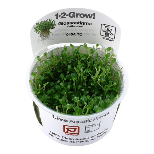 Glossostigma elatinoides 1-2-Grow! Glossostigma elatinoides 1-2-Grow!