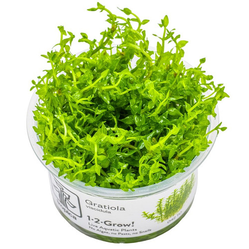 Gratiola viscidula 1-2-Grow! Gratiola viscidula 1-2-Grow!