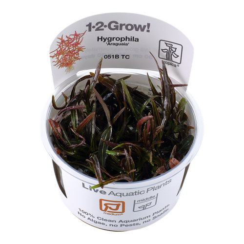 Hygrophila lancea 'Araguaia' 1-2-Grow! Hygrophila lancea 'Araguaia' 1-2-Grow!