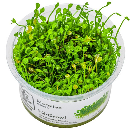 Marsilea minuta 1-2-Grow! Marsilea minuta 1-2-Grow!