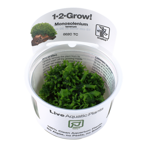Monosolenium tenerum 1-2-Grow! Monosolenium tenerum 1-2-Grow!