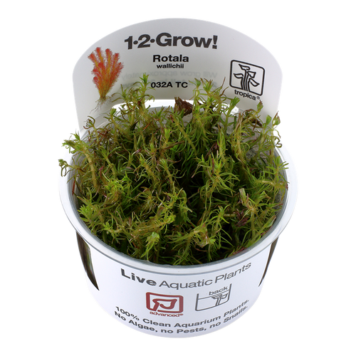 Rotala wallichii 1-2-Grow! Rotala wallichii 1-2-Grow!