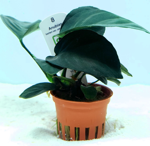 Anubias barteri caladiifolia (Tropica) Anubias barteri caladiifolia (Tropica)