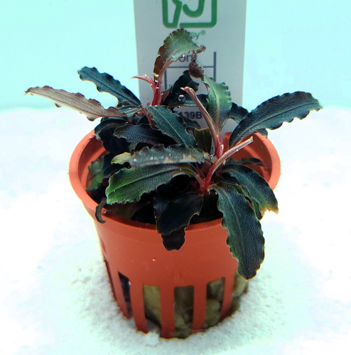 Bucephalandra 'Kedagang' (Tropica) Bucephalandra 'Kedagang' (Tropica)