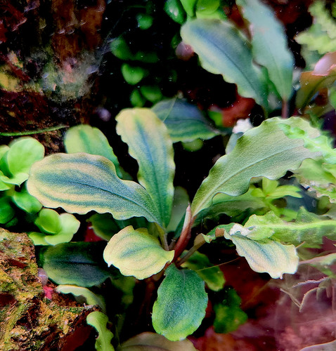 Bucephalandra 'Kedagang' (Tropica) - Fitzs Fish Ponds