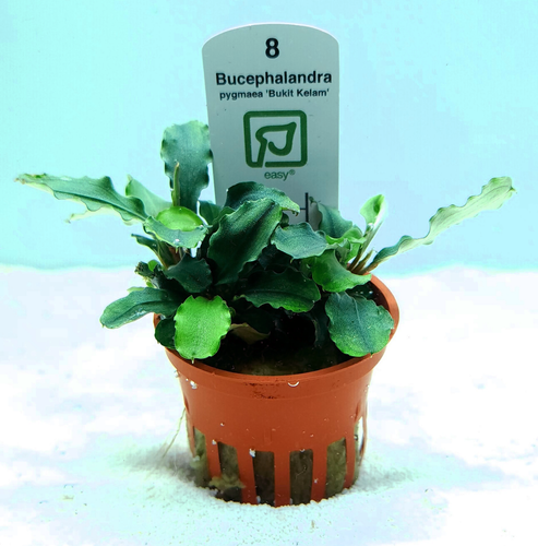 Bucephalandra pygmaea 'Wavy Green' (Tropica) Bucephalandra pygmaea 'Wavy Green' (Tropica)