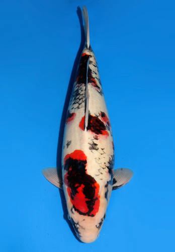 Extremely Rare 57cm Showa from Dainichi Koi farm with a unique pattern!