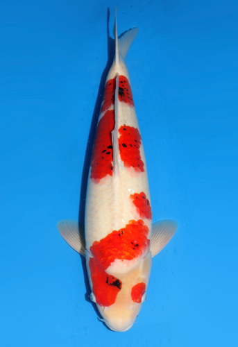 61cm Showa from Dainichi Koi farm. Very little sumi, beautiful koi 61cm Showa from Dainichi Koi farm. Very little sumi, beautiful koi