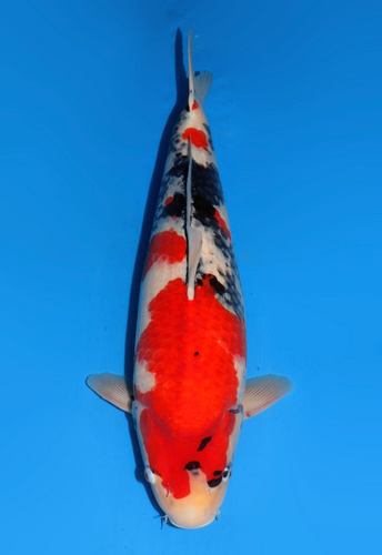 This 65cm Showa from Dainichi Koi farm has heavy beni. This 65cm Showa from Dainichi Koi farm has heavy beni.