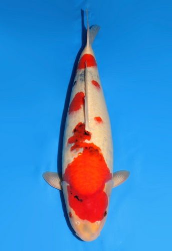 This 60cm Showa from Dainichi Koi farm has heavy beni with sumi still rising! This 60cm Showa from Dainichi Koi farm has heavy beni with sumi still rising!