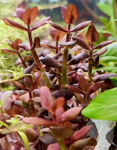 Bacopa salzmannii 'Purple'