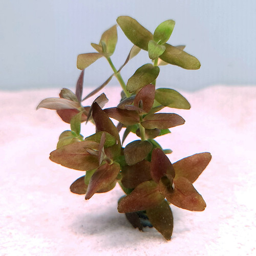 Front view of Bacopa salzmannii ‘Purple’ in a nursery pot, upright stems with opposite oval leaves showing green bases and purple-magenta tips. Front view of Bacopa salzmannii ‘Purple’ in a nursery pot, upright stems with opposite oval leaves showing green bases and purple-magenta tips.