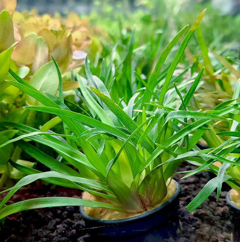 Eriocaulon sp. 'Vietnam'