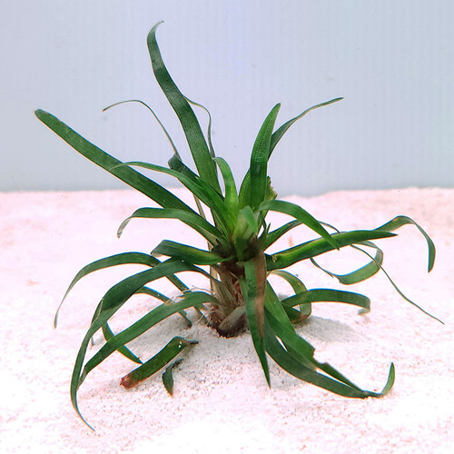 Eriocaulon sp. 'Vietnam' Eriocaulon sp. 'Vietnam'