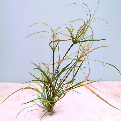 Juncus repens Juncus repens