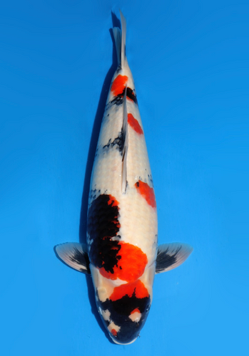 This 60cm Showa from Dainichi Koi farm, stunning sumi pattern. This 60cm Showa from Dainichi Koi farm, stunning sumi pattern.