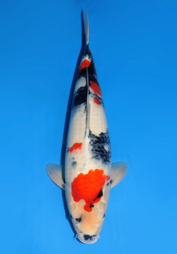 This 61cm Showa from Dainichi Koi farm with a sumi pattern still coming in. This 61cm Showa from Dainichi Koi farm with a sumi pattern still coming in.
