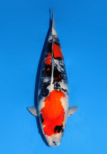 This 62cm Showa from Dainichi Koi farm with plentiful sumi showing and coming in. This 62cm Showa from Dainichi Koi farm with plentiful sumi showing and coming in.