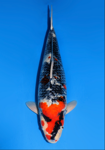 This 64cm Showa from Dainichi Koi farm has a unique sumi stilling coming in. This 64cm Showa from Dainichi Koi farm has a unique sumi stilling coming in.