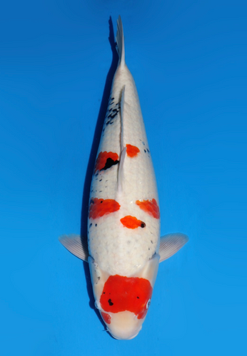 This 62cm Showa from Dainichi Koi farm has a vibrant beni pattern with a mix of sumi still coming in. This 62cm Showa from Dainichi Koi farm has a vibrant beni pattern with a mix of sumi still coming in.