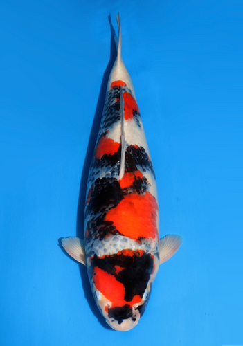 This 57cm Showa from Dainichi Koi farm has a stunning body with a unique pattern with sumi still coming in. This 57cm Showa from Dainichi Koi farm has a stunning body with a unique pattern with sumi still coming in.
