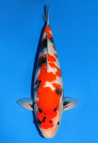 This 62cm Showa from Dainichi Koi farm has a vibrant beni pattern with unique sumi showing. This 62cm Showa from Dainichi Koi farm has a vibrant beni pattern with unique sumi showing.