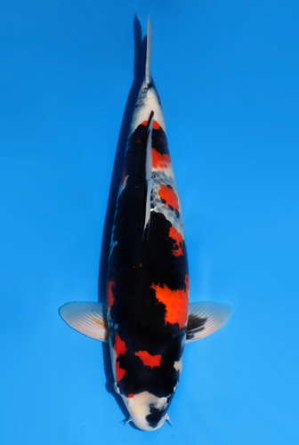 This 56cm Showa from Kohaku Koi farm has a stunning dark sumi pattern. This 56cm Showa from Kohaku Koi farm has a stunning dark sumi pattern.