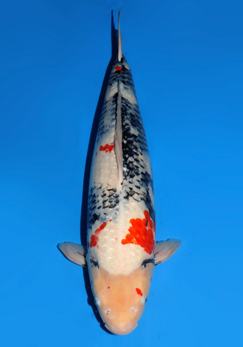 This 60cm Showa from Dainichi Koi farm has stunning sumi pattern still coming in. This 60cm Showa from Dainichi Koi farm has stunning sumi pattern still coming in.